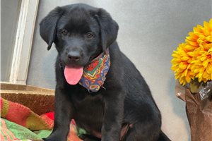 Trixie - Labrador Retriever for sale