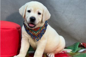 Aiden - Labrador Retriever for sale