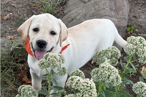 Marzipan - Labrador Retriever for sale