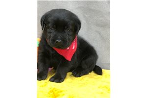 Parker - Labrador Retriever for sale