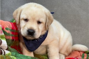 Vincent - puppy for sale