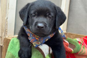 Norbit - Labrador Retriever for sale