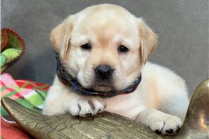 Nyla - Labrador Retriever, placed in Kirksville