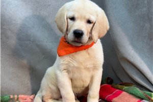 Tiller - Labrador Retriever for sale