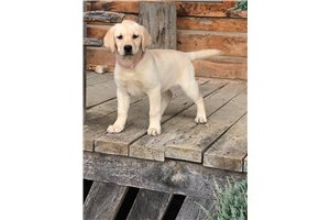 Sienna - Labrador Retriever for sale
