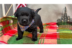 Johnny - Labrador Retriever for sale