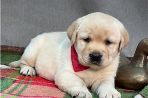 Alfred - puppy for sale