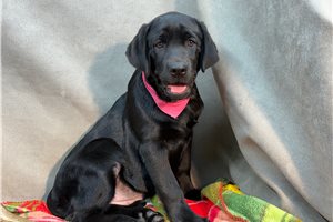 Ella - Labrador Retriever for sale