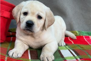 Henry - Labrador Retriever for sale