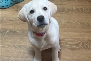 Theodora - Labrador Retriever for sale