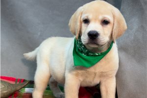 Marnie - Labrador Retriever for sale