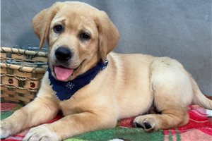 Blaine - Labrador Retriever for sale