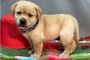 Blaine - Labrador Retriever for sale