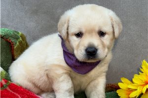 Vermont - Labrador Retriever for sale