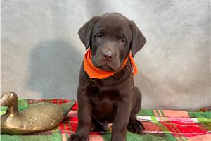 Elvis - Labrador Retriever for sale