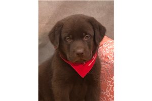 Warner - Labrador Retriever for sale
