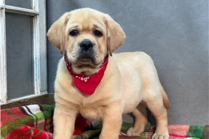 Brody - Labrador Retriever for sale