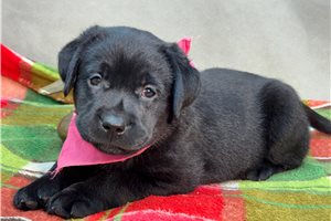 Marzipan - puppy for sale