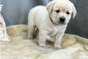 Cinder - Labrador Retriever for sale