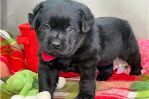 Jackson - Labrador Retriever for sale