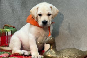 Marzipan - Labrador Retriever for sale