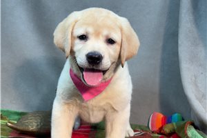 Alexa - Labrador Retriever for sale