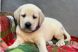Abel - Labrador Retriever for sale