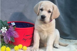 Clarissa - Labrador Retriever for sale