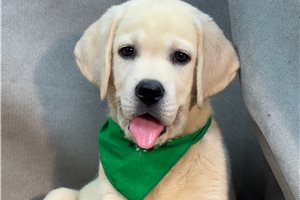 Atticus - Labrador Retriever for sale