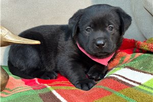 Natasha - puppy for sale