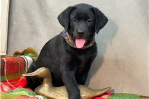 Norbit - Labrador Retriever for sale