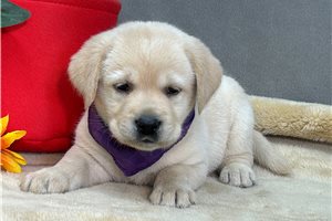 Clarissa - Labrador Retriever for sale