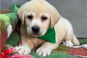 Marnie - puppy for sale