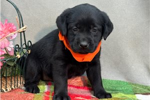Dally - Labrador Retriever for sale