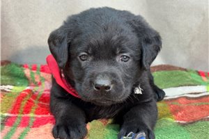 Davis - Labrador Retriever for sale