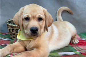Blaze - Labrador Retriever for sale
