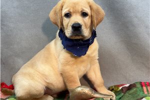 Blaine - Labrador Retriever for sale