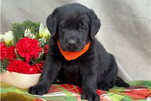 Asher - puppy for sale