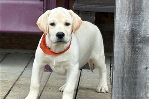 Marzipan - Labrador Retriever for sale