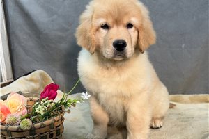 Cici - Labrador Retriever for sale
