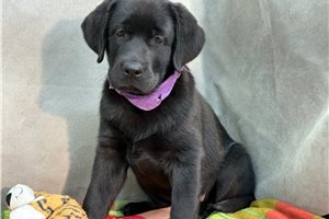Doodle - Labrador Retriever for sale