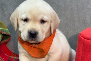 Bandit - Labrador Retriever for sale