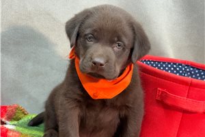 Elvis - puppy for sale