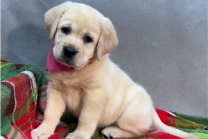 Bunny - Labrador Retriever for sale