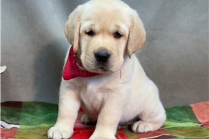 Dodge - Labrador Retriever for sale