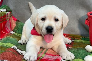 Hudson - Labrador Retriever for sale