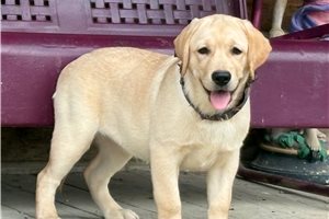 Martina - Labrador Retriever for sale