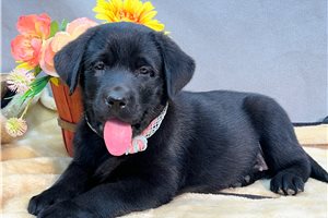 Fiona - Labrador Retriever for sale