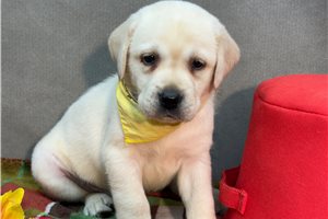 Bantam - Labrador Retriever for sale