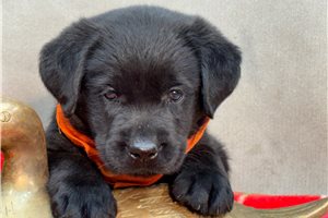 Trixie - puppy for sale